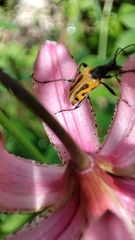 Brachyta interrogationis