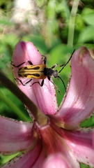 Brachyta interrogationis