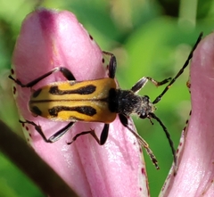 Brachyta interrogationis