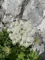 Peucedanum ostruthium