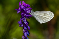 Leptidea juvernica