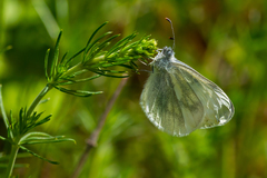 Leptidea juvernica
