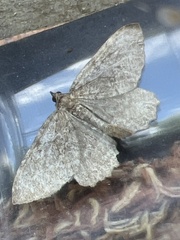 Philereme vetulata