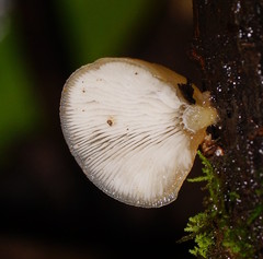 Hohenbuehelia clelandii