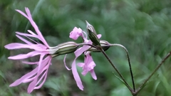 Silene flos-cuculi