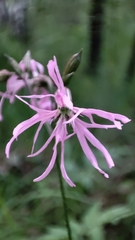 Silene flos-cuculi