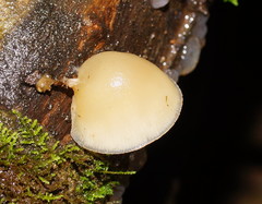 Hohenbuehelia clelandii