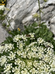 Epistrophe grossulariae