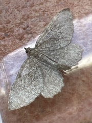 Philereme vetulata