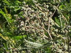 Dasineura rubiformis