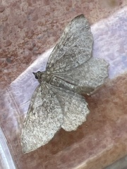 Philereme vetulata