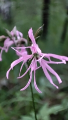 Silene flos-cuculi
