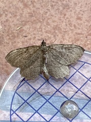 Philereme vetulata