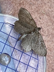 Philereme vetulata