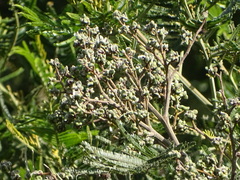 Dasineura rubiformis