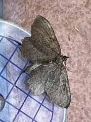 Philereme vetulata