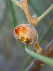 Hakea scoparia