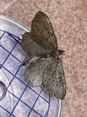 Philereme vetulata