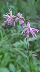 Silene flos-cuculi