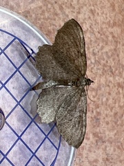 Philereme vetulata