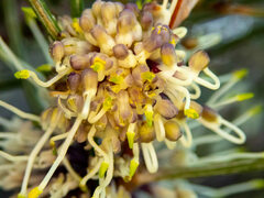 Hakea scoparia