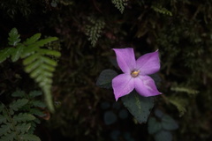 Sarcopyramis napalensis delicata