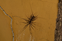 Thereuopoda clunifera