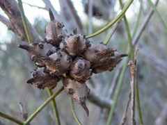 Hakea scoparia