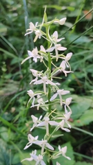 Platanthera bifolia