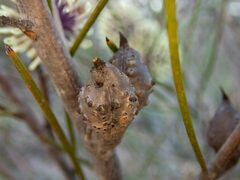 Hakea scoparia