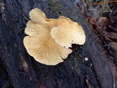 Pseudomerulius curtisii