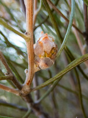 Hakea scoparia