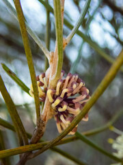 Hakea scoparia