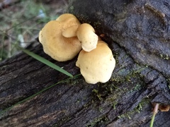 Pseudomerulius curtisii