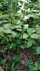 Platanthera bifolia