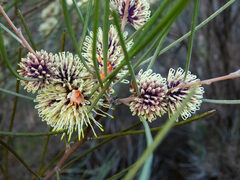 Hakea scoparia