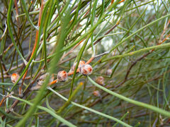 Hakea scoparia