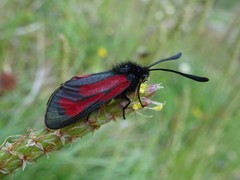 Zygaena purpuralis