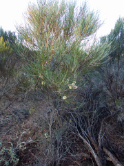 Hakea scoparia