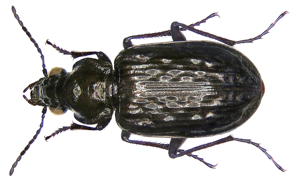 Dimpled Marsh Beetle