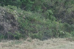 Clematis brachiata