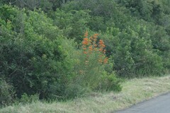 Leonotis leonurus