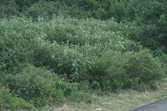Solanum mauritianum