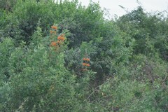 Leonotis leonurus