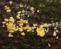 Trichoderma paraviridescens