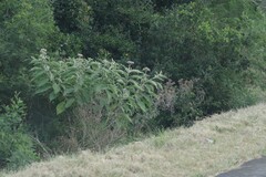 Solanum mauritianum