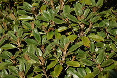 Brachyglottis elaeagnifolia