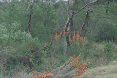 Leonotis leonurus