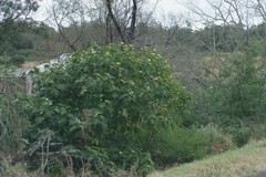 Solanum chrysotrichum