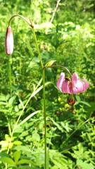 Lilium martagon pilosiusculum
